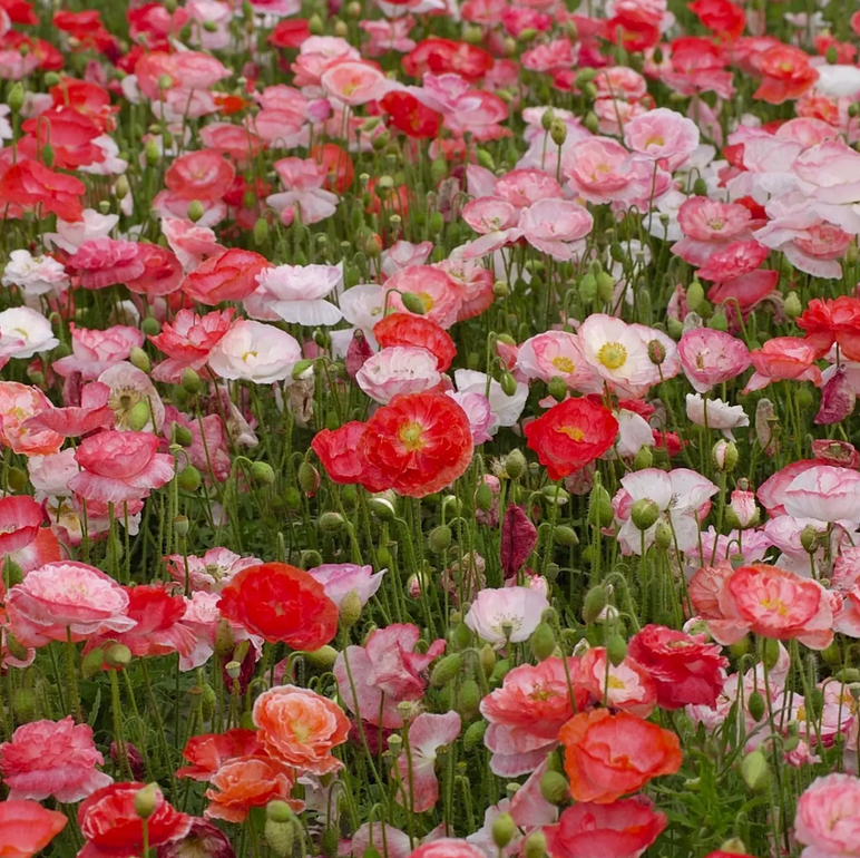 Blumensamen - Piccolo Seeds